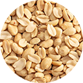 Peanut